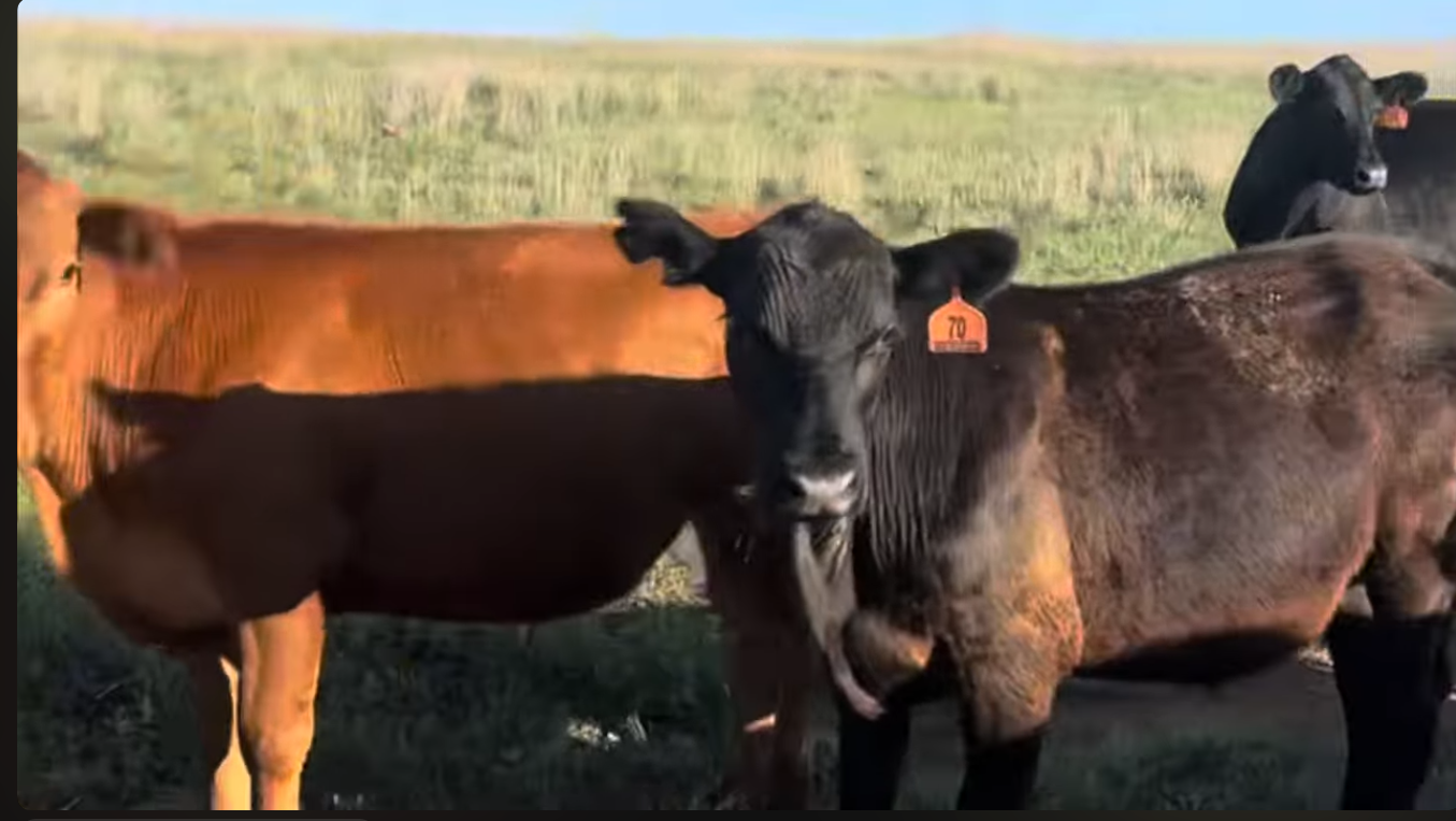 Cows and Bulls and Calfs (demo)