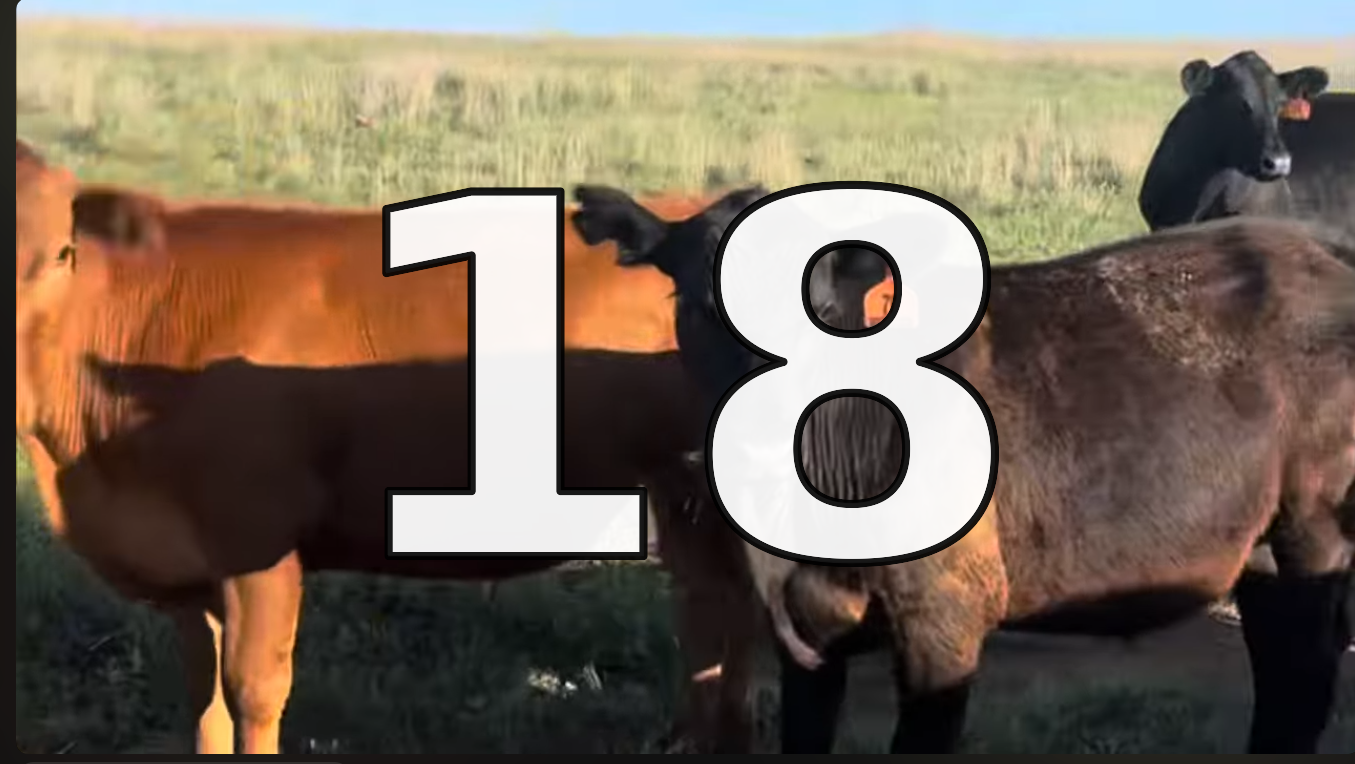50 Hereford Cross Replacement Heifers
