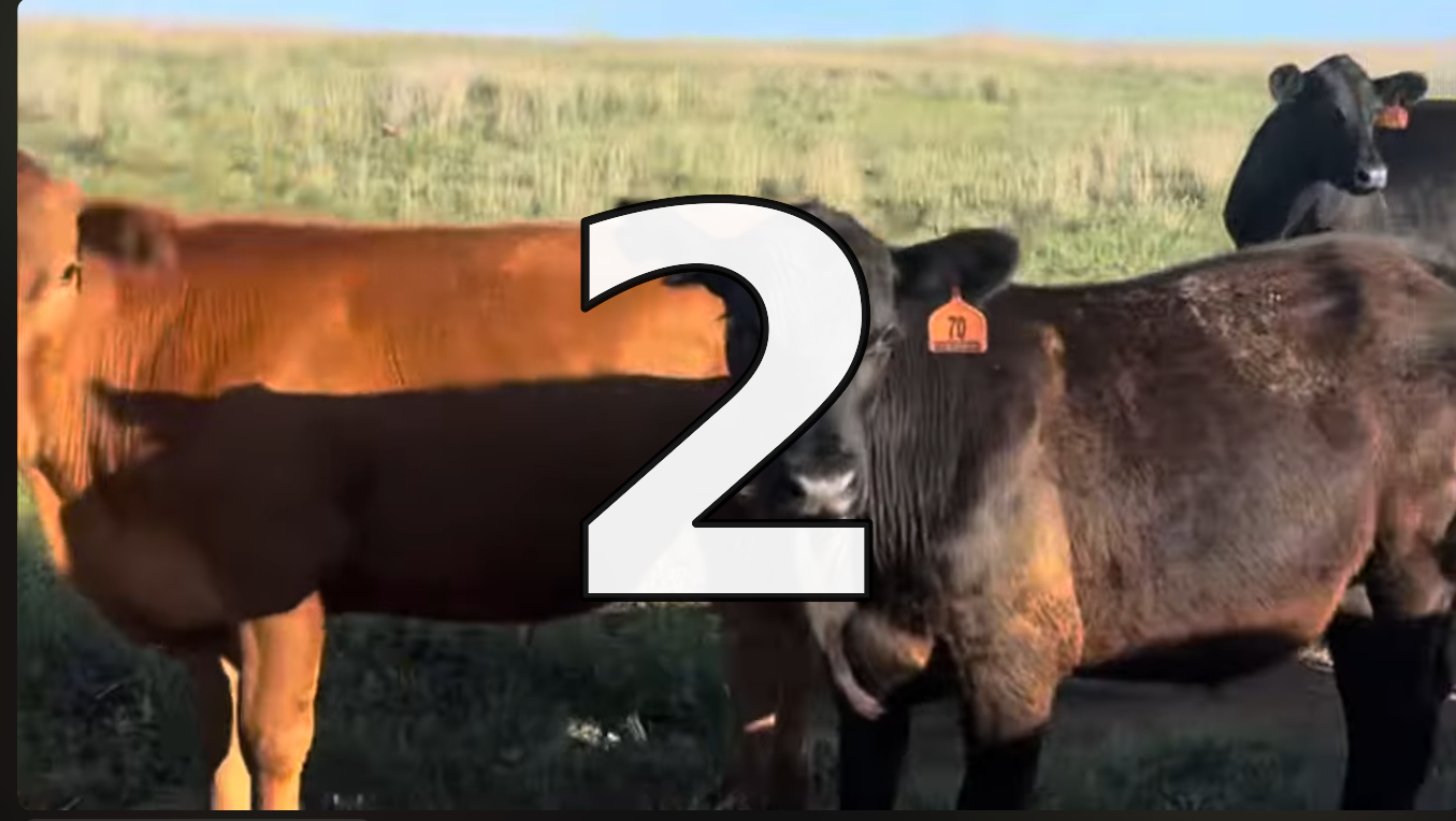 50 Red Angus Feeder Steers