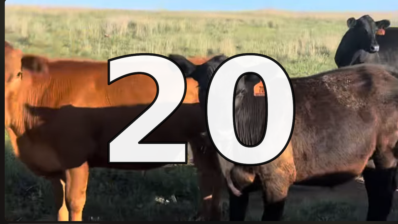 45 Black Angus Feeder Steers