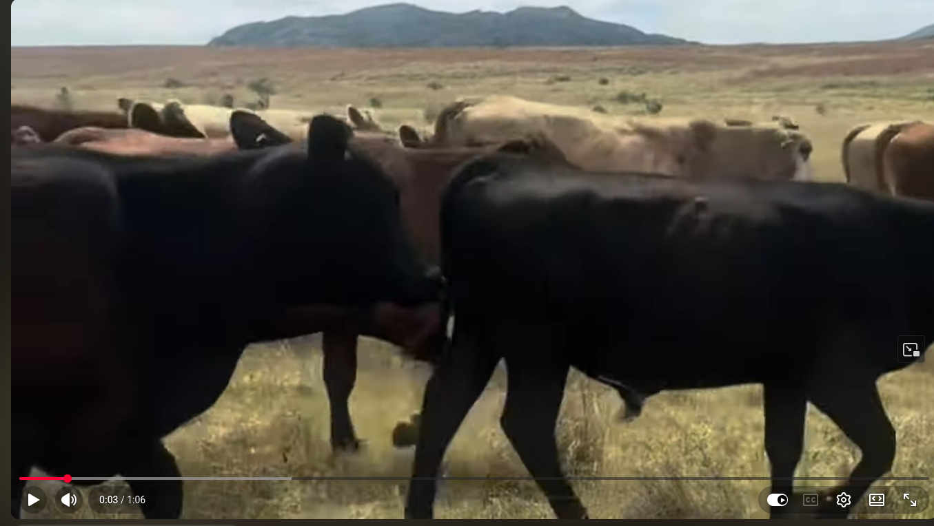 52 Red Angus Cross Feeder Heifers