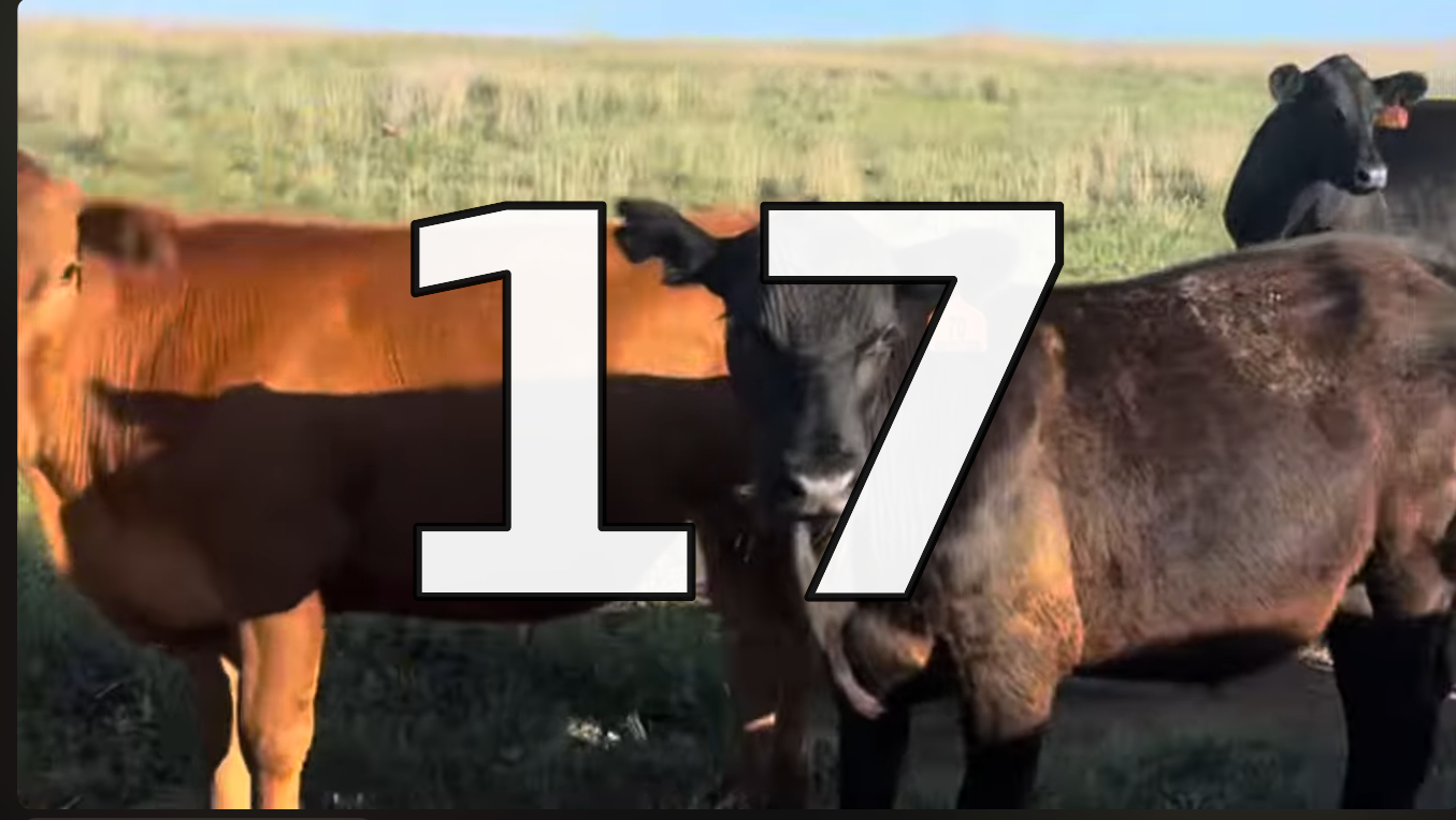 50 Simmental Angus Feeder Steers